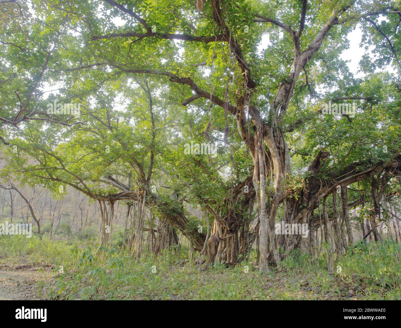 Banyan Tree Ficus benghalensis Rajasthan, India LA009576 Foto Stock