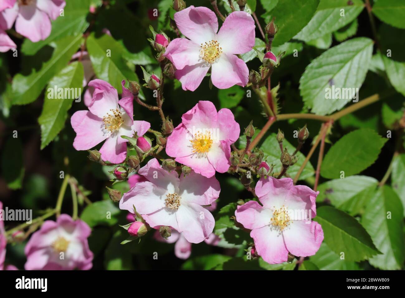 Rosa Ballerina delicata pianta da giardino Foto Stock