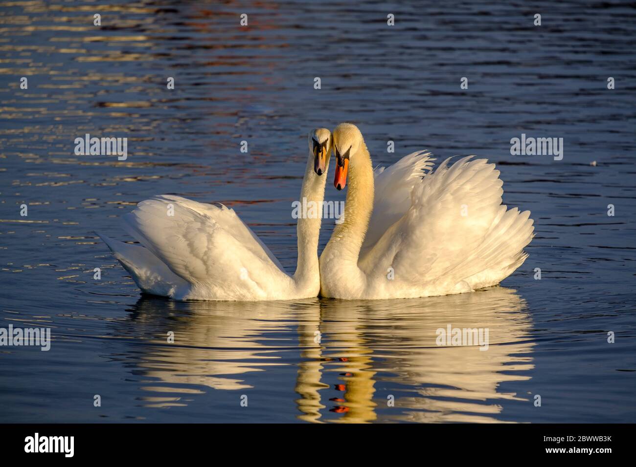 Germania, Ritratto di muto cigno (Cignus olor) coppia nuotare insieme Foto Stock