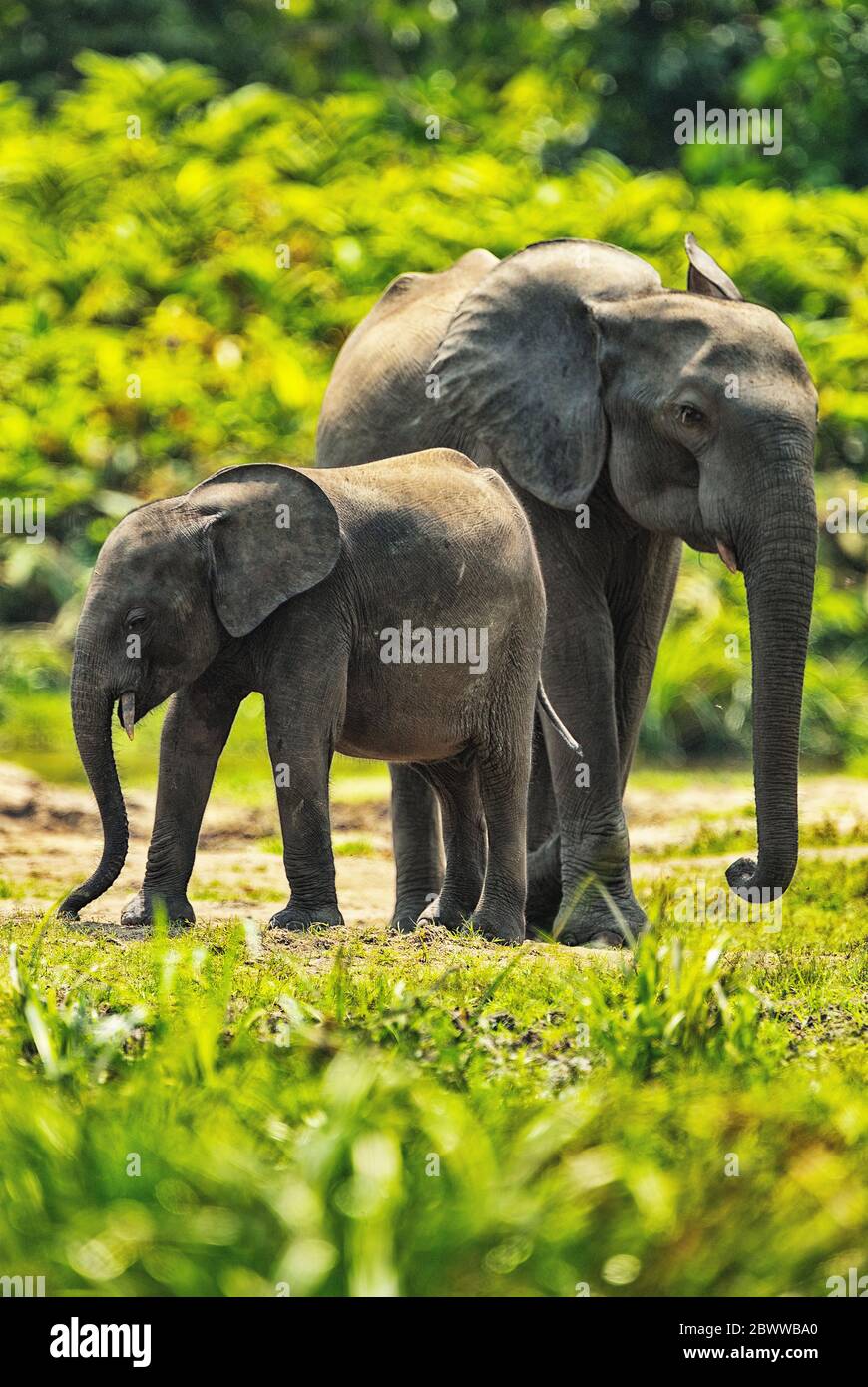 Repubblica Centrafricana, vitello elefante della foresta (Loxodonta cyclotis) in piedi con il genitore a Dzanga Bai Foto Stock