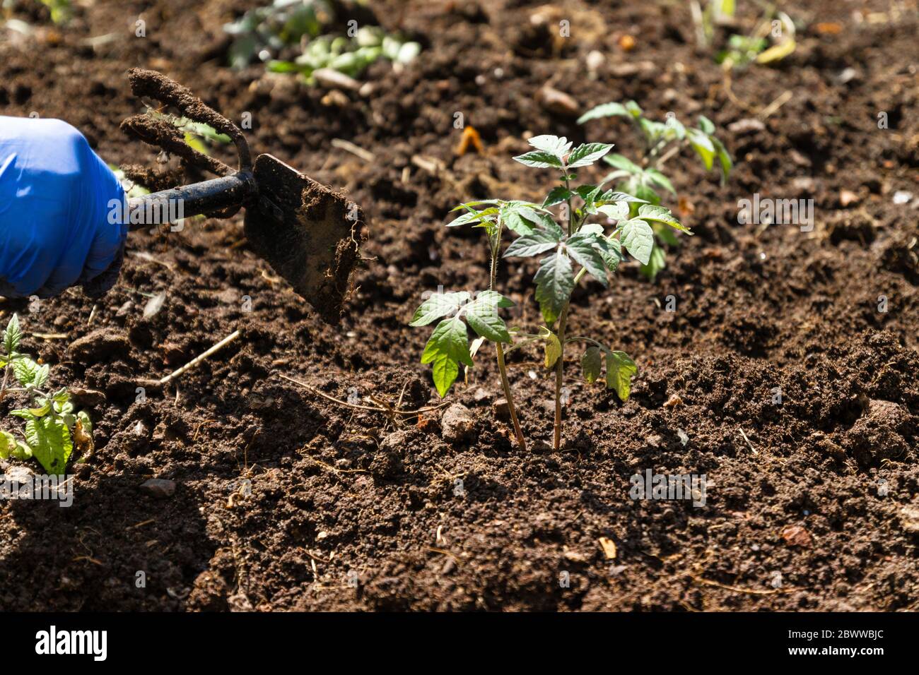 Pomodori verdi giovani pianta che crescono nel terreno. Primo piano donna che raccoglie in giardino Foto Stock