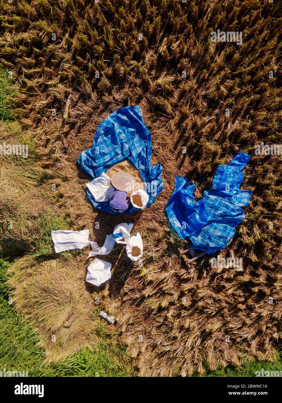 Indonesia, Bali, Vista aerea dell'agricoltore che lavora nel risaio Foto Stock