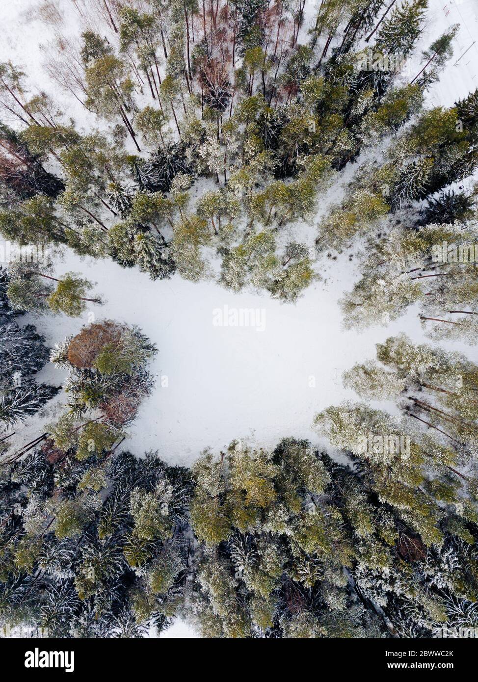 Russia, Leningrado Oblast, veduta aerea di piccola radura nella foresta invernale Foto Stock