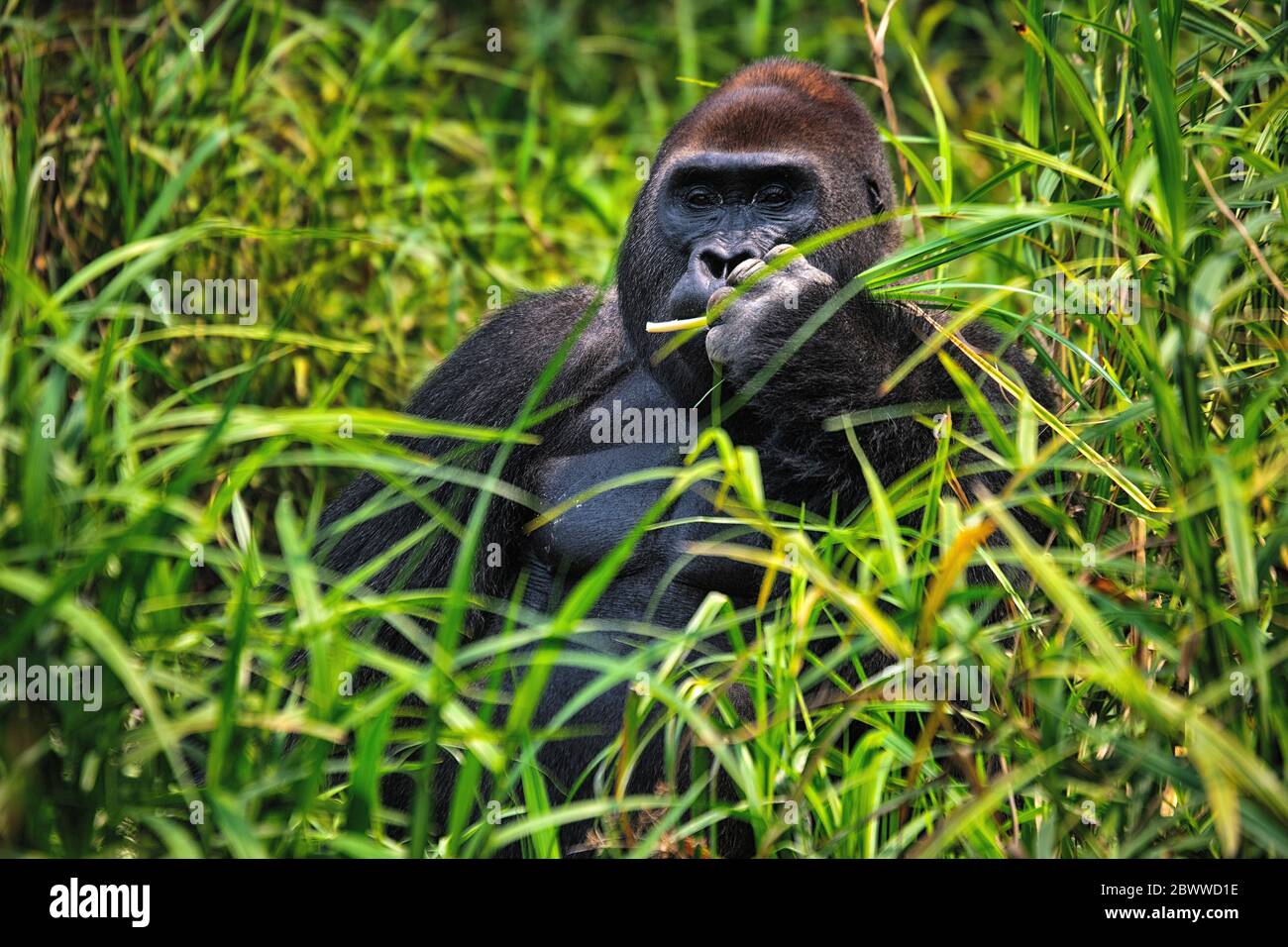 Repubblica Centrafricana, Ritratto di gorilla pianeggiante occidentale (gorilla gorilla gorilla) seduta in erba Foto Stock
