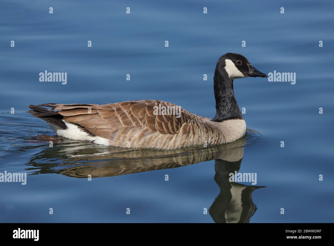 Canada oca (Branta canadensis) nuotare su un'acqua blu. Foto Stock