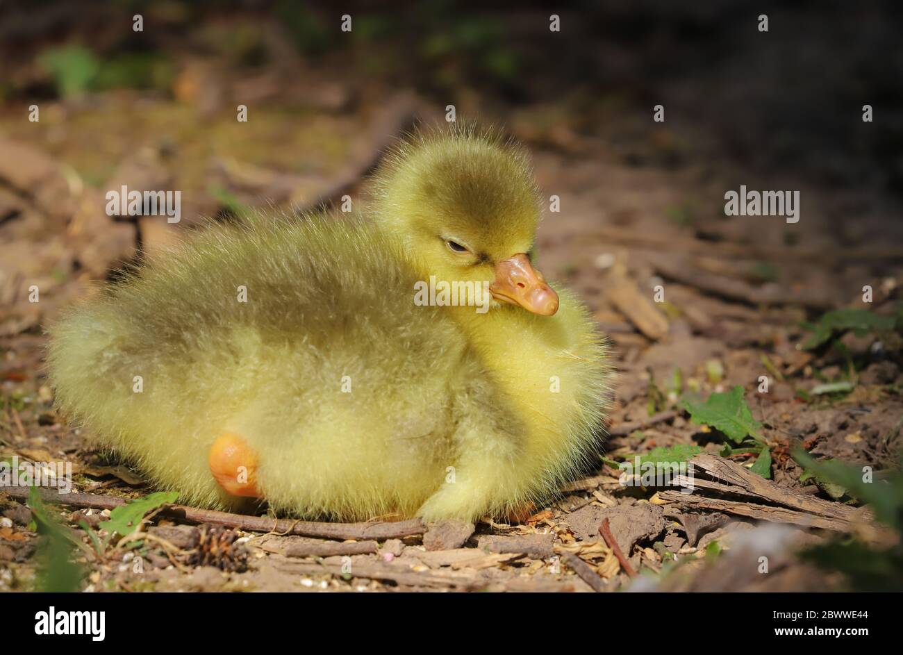 Primo piano di un bel bambino giallo soffice gosling in primavera riposante sul lato di un lago Foto Stock