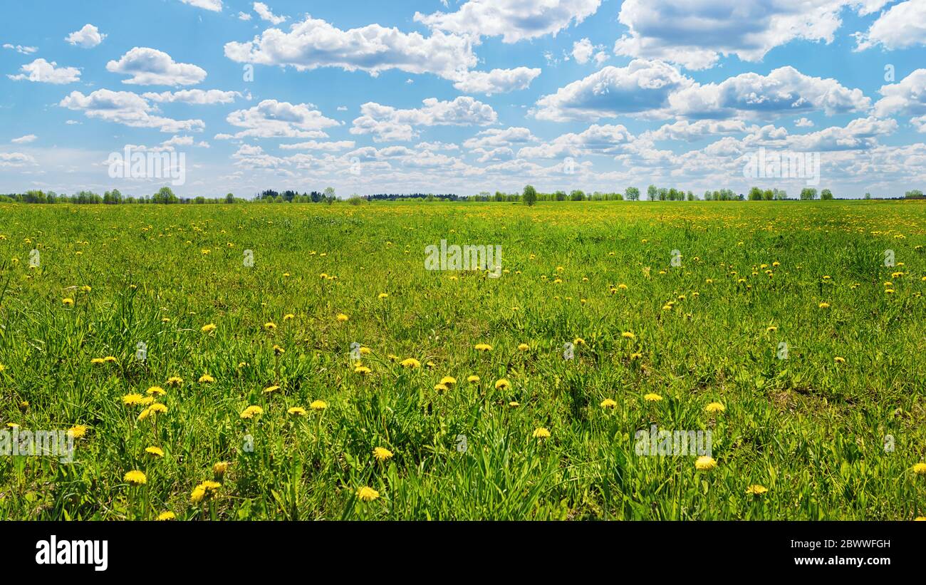 Paesaggio rurale panoramico in Russia. Campo verde e foresta all'orizzonte con vista panoramica del giorno soleggiato. Foto Stock