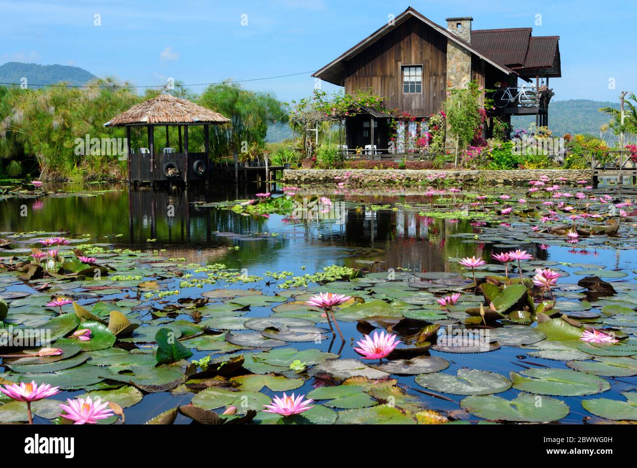 Casa di legno e stagno con gigli d'acqua rosa vicino a Tondano, Sulawesi Nord, Indonesia Foto Stock