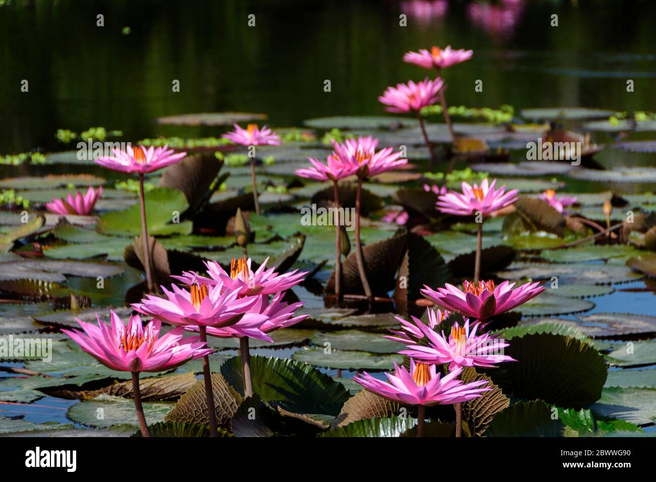 Giglio d'acqua rosa in uno stagno vicino a Tondano, Sulawesi Nord, Indonesia Foto Stock