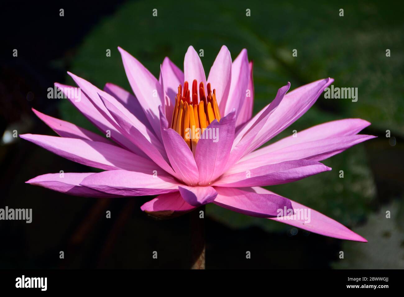 Giglio d'acqua rosa in uno stagno vicino a Tondano, Sulawesi Nord, Indonesia Foto Stock