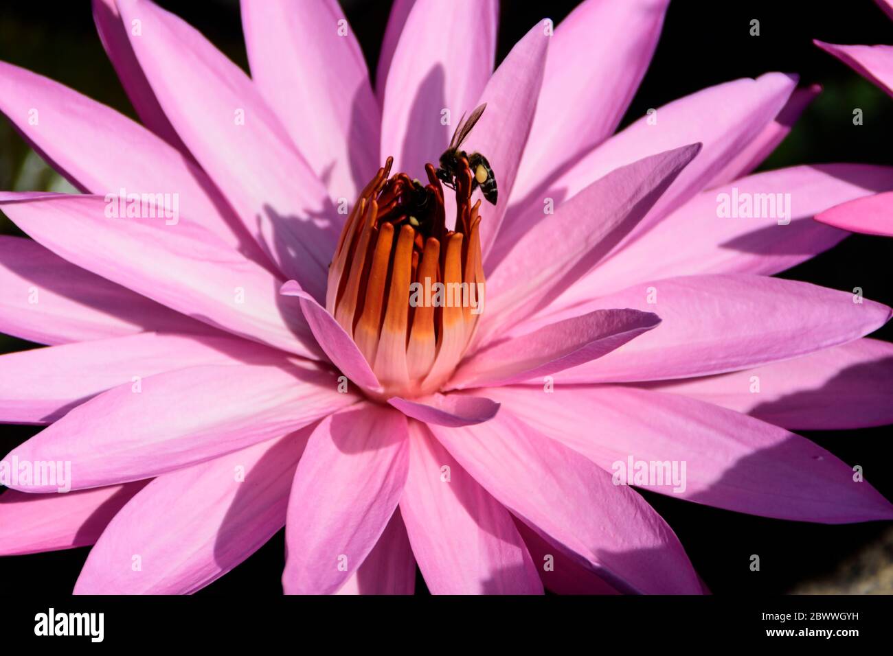 Giglio d'acqua rosa in uno stagno vicino a Tondano, Sulawesi Nord, Indonesia Foto Stock
