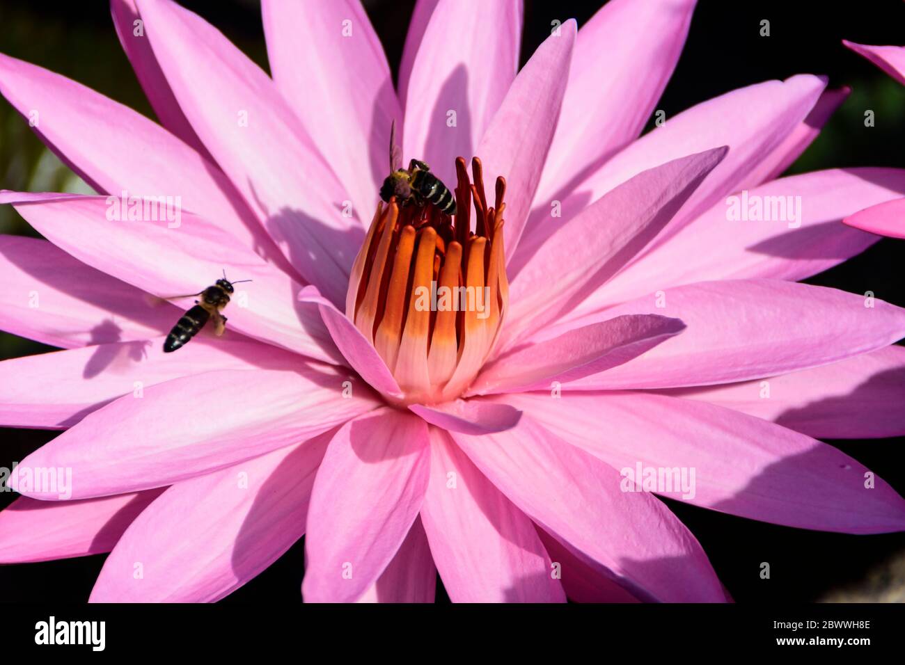Giglio d'acqua rosa in uno stagno vicino a Tondano, Sulawesi Nord, Indonesia Foto Stock