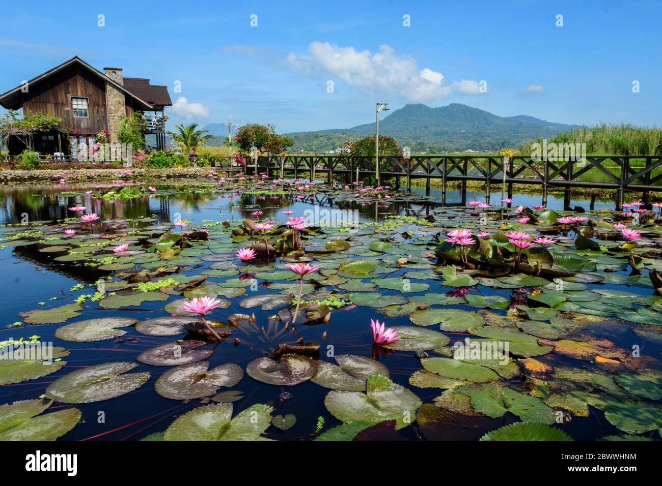 Casa di legno e stagno con gigli d'acqua rosa vicino a Tondano, Sulawesi Nord, Indonesia Foto Stock