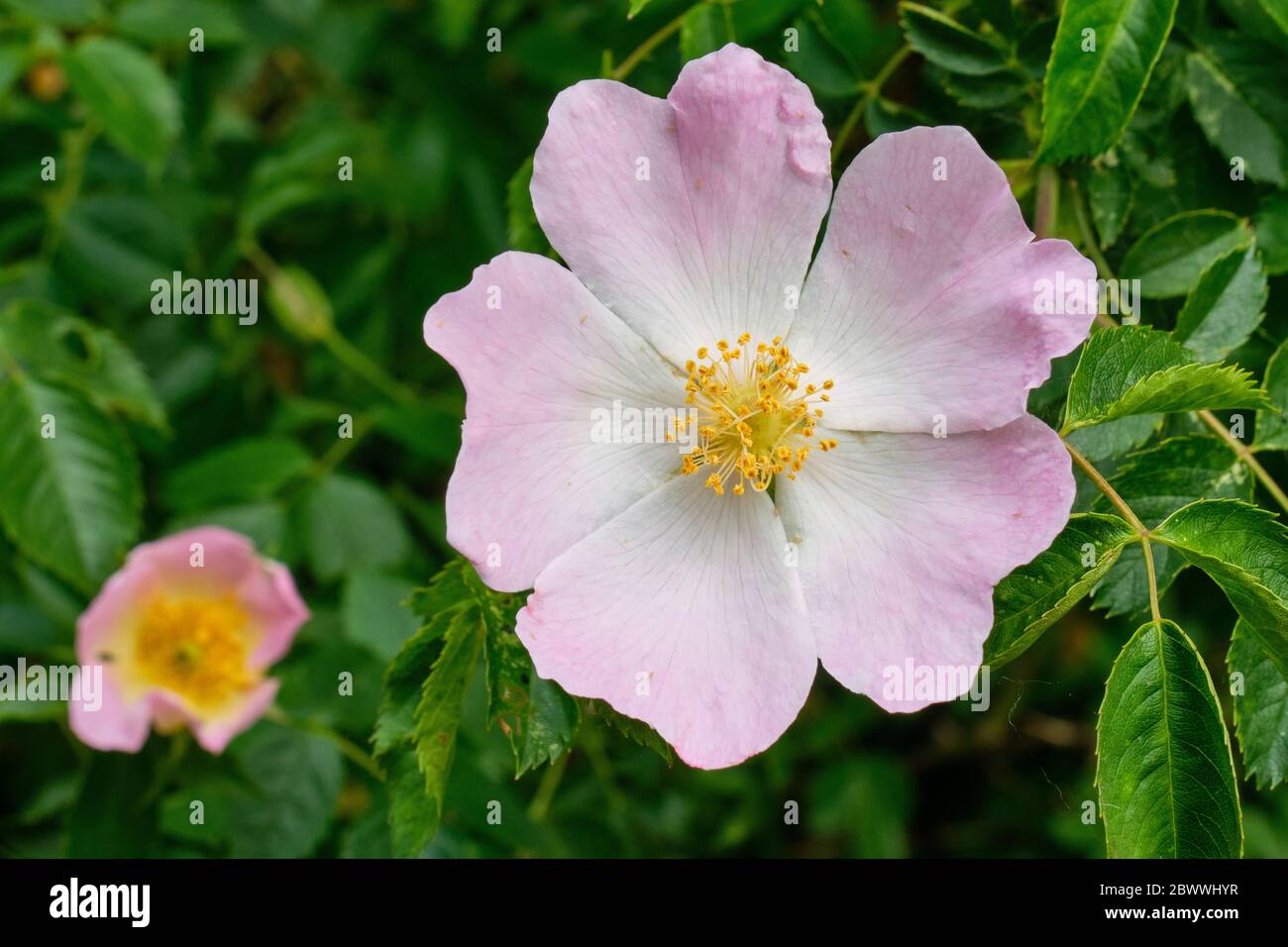 Rosa canina Foto Stock