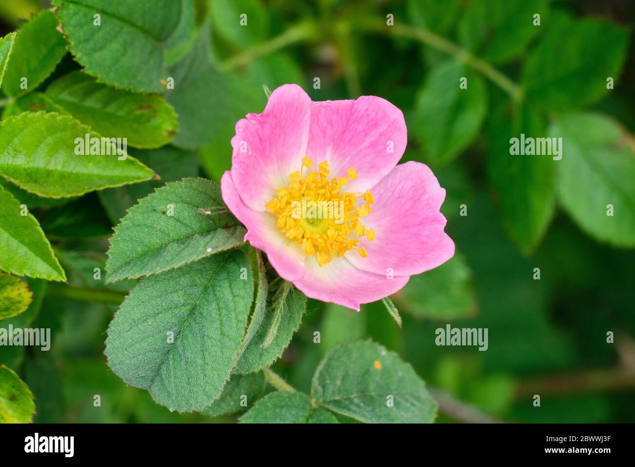 Rosa canina Foto Stock