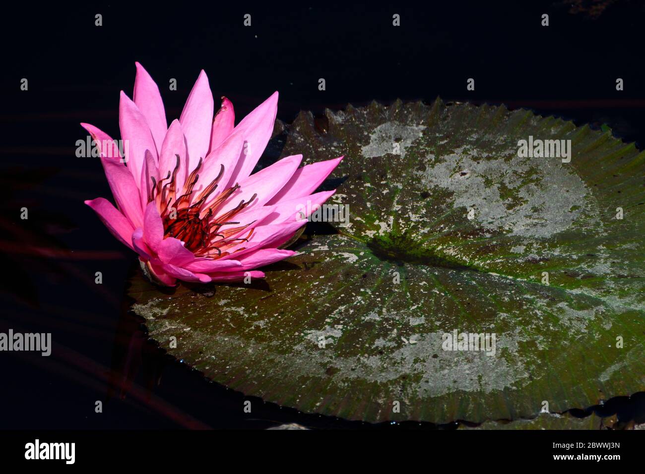Giglio d'acqua rosa in uno stagno vicino a Tondano, Sulawesi Nord, Indonesia Foto Stock