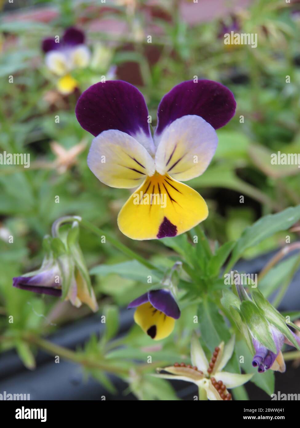 Viola tricolore, piante da giardino Foto Stock