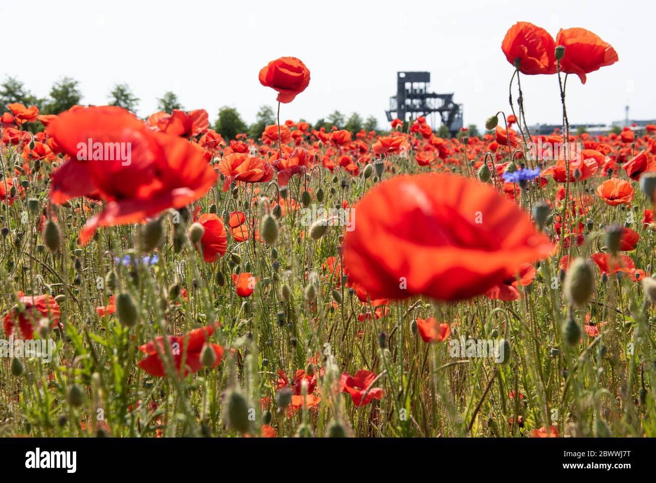 Laatzen, Germania. 03 giugno 2020. Il papavero fiorisce in un campo vicino all'ex sito Expo vicino ad Hannover. Sullo sfondo è possibile vedere la struttura di base del padiglione della casella postale. Credit: Swen Pförtner/dpa/Alamy Live News Foto Stock