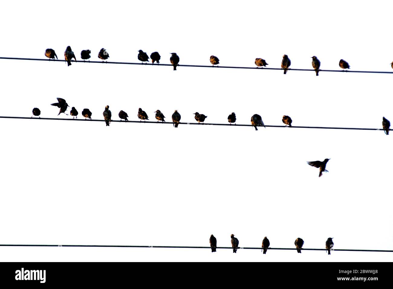Silhouette di uccelli sulla linea telefonica Foto Stock