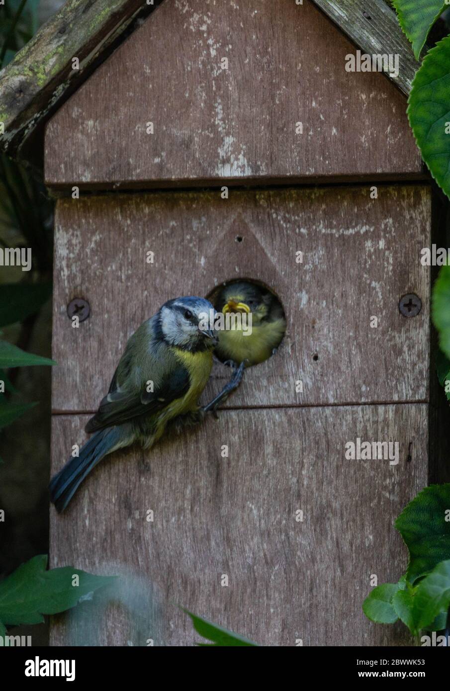 Pulcino blu per l'alimentazione del titino adulto nella scatola del nido Foto Stock