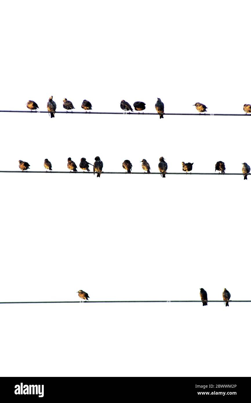 Silhouette di uccelli sulla linea telefonica Foto Stock
