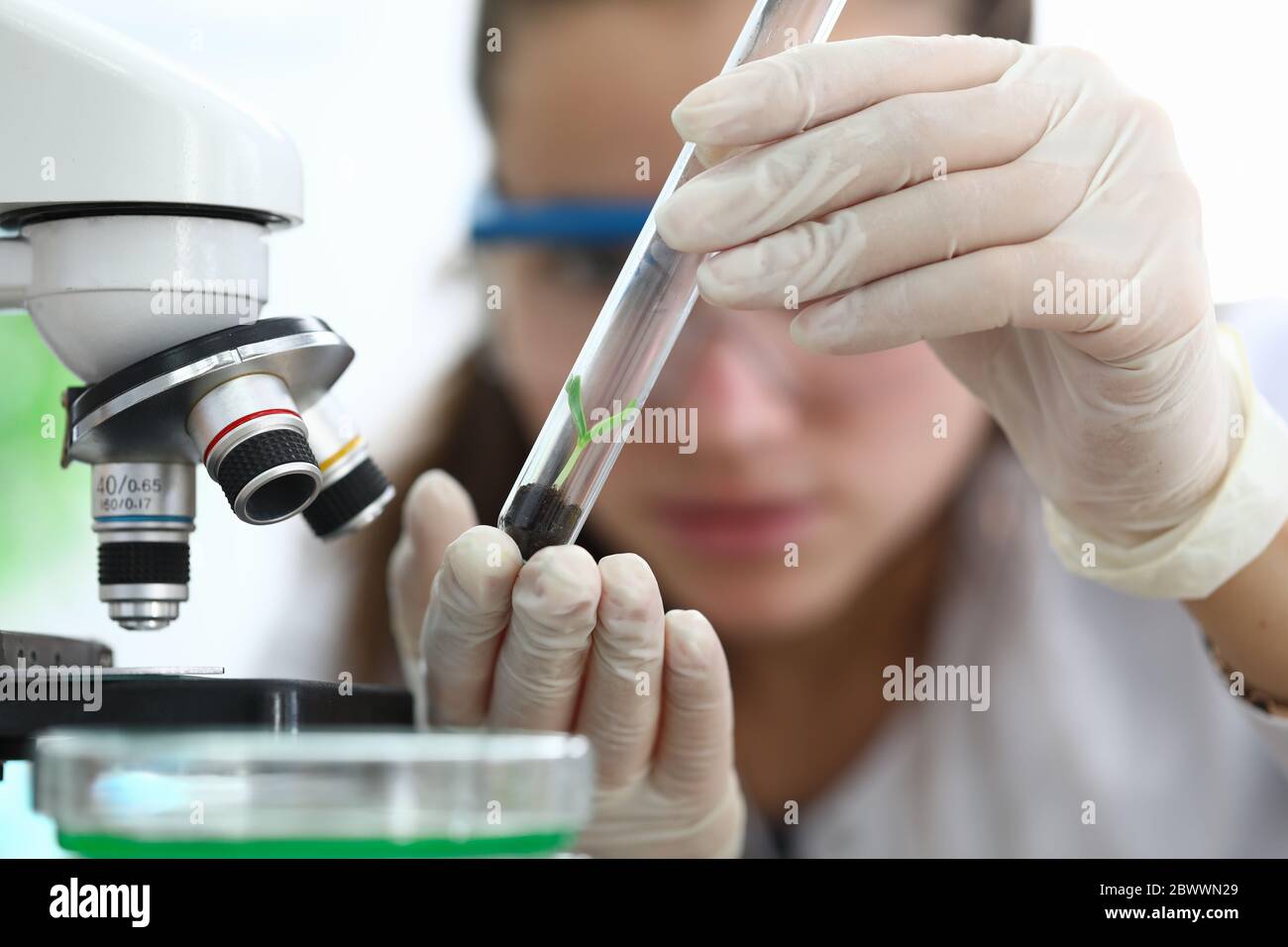 Donna in laboratorio guarda il terreno con germogli Foto Stock
