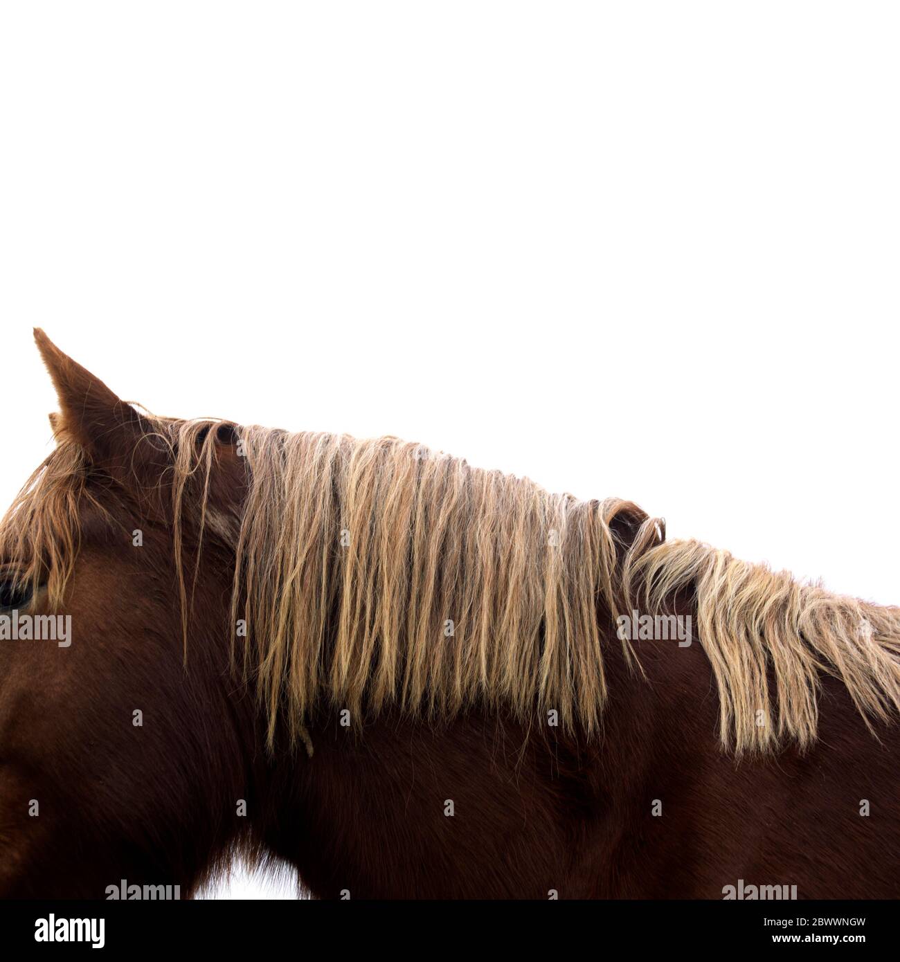 Mane di cavallo Foto Stock