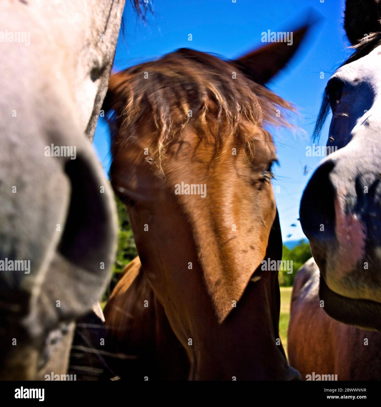 Gruppo di teste e mosche di cavallo Foto Stock