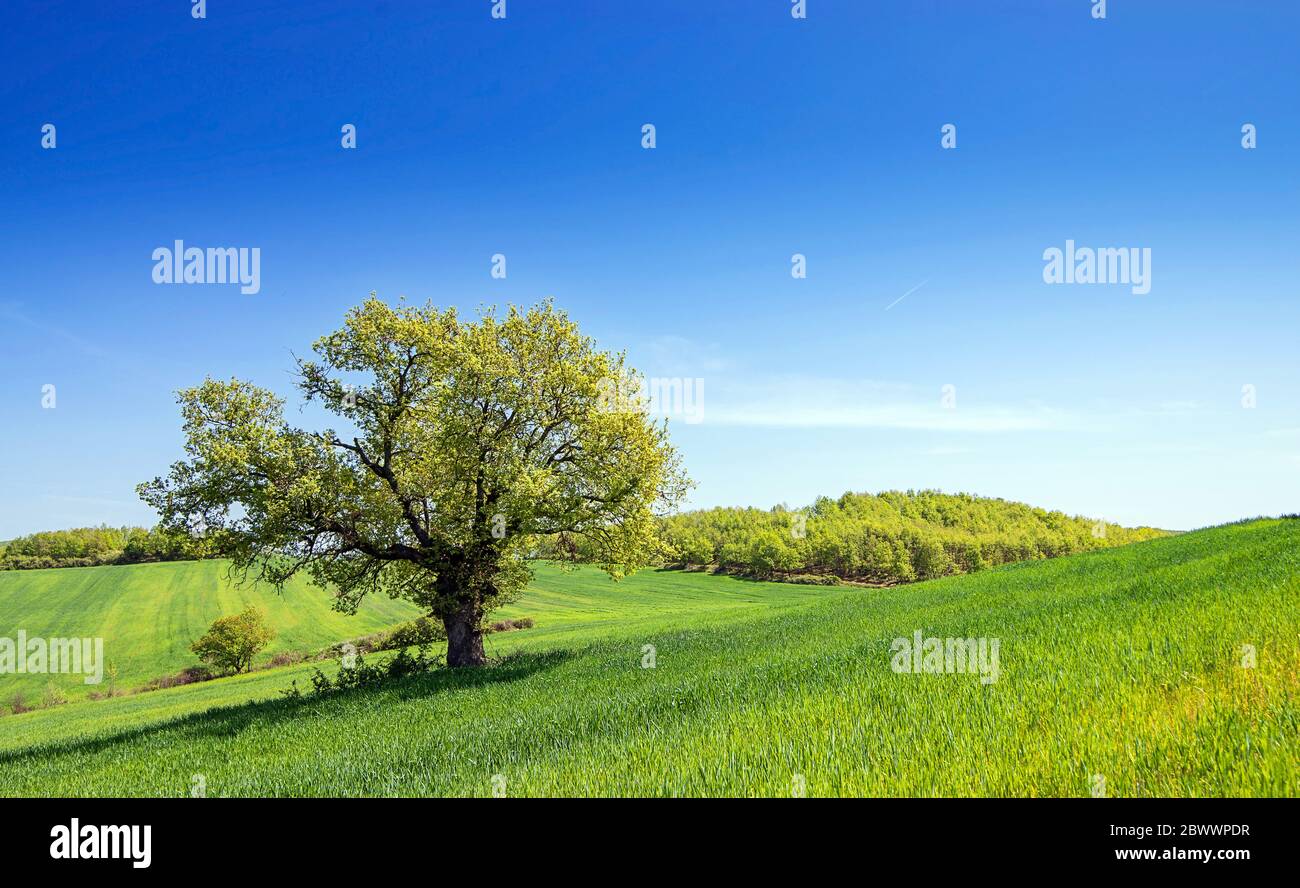 Albero singolo in campo verde erba, cielo blu chiaro sfondo con spazio copia. Natura estate paesaggio soleggiato Foto Stock