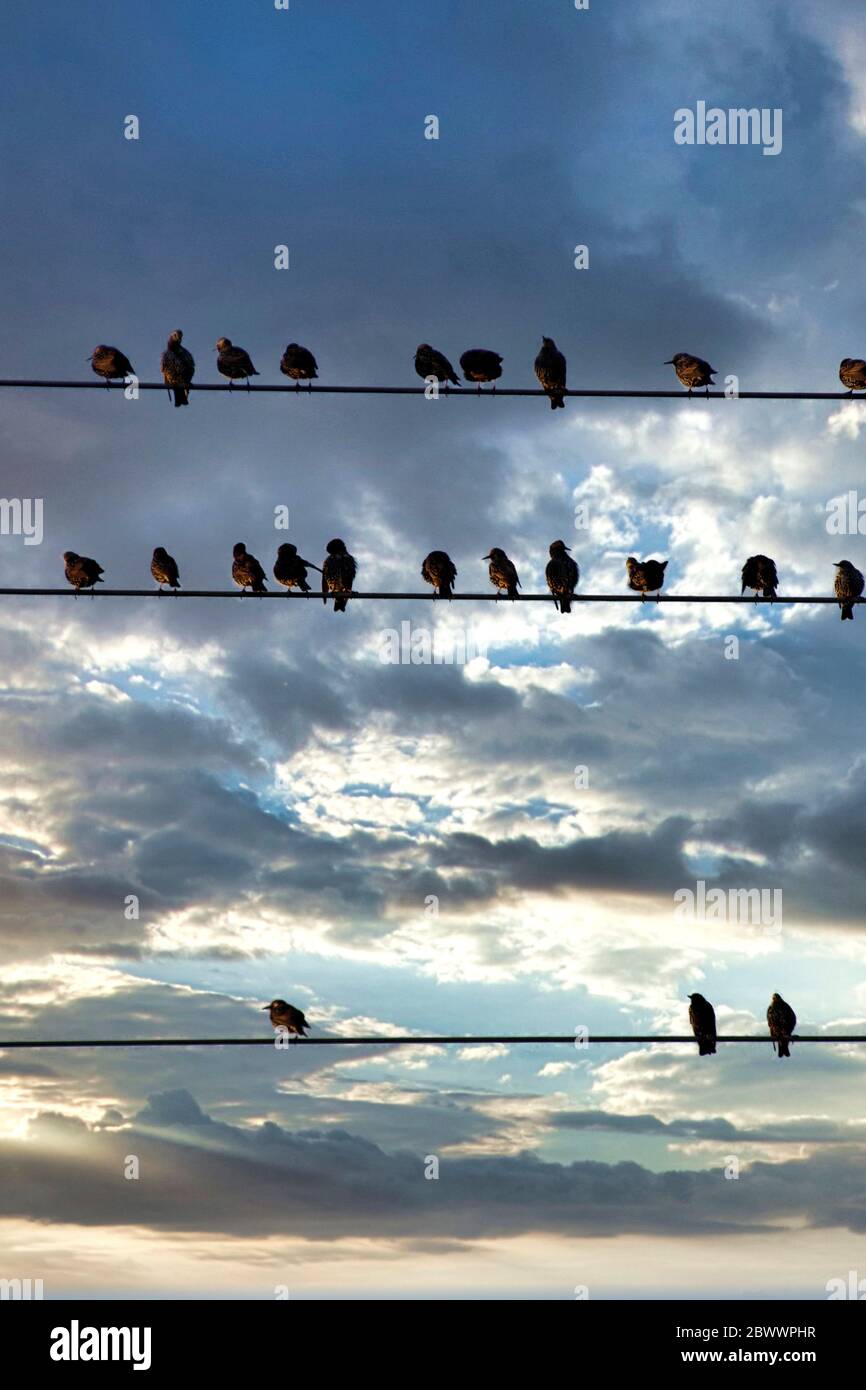 Silhouette di uccelli sulla linea telefonica Foto Stock