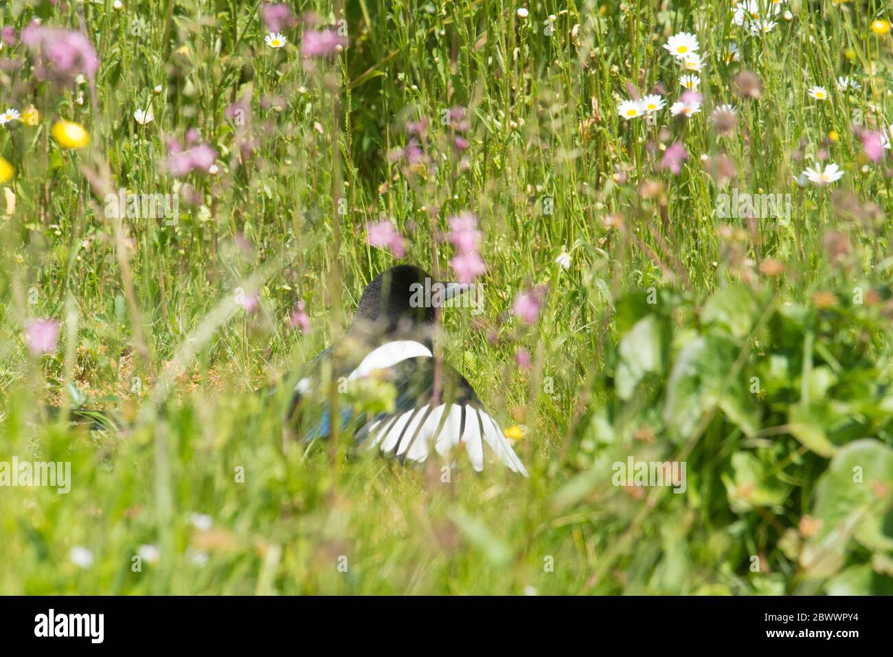 Magpie, Pica pica, uccello che giace a terra sotto il sole con le ali sparse tra fiori selvatici, Sussex, giugno Foto Stock
