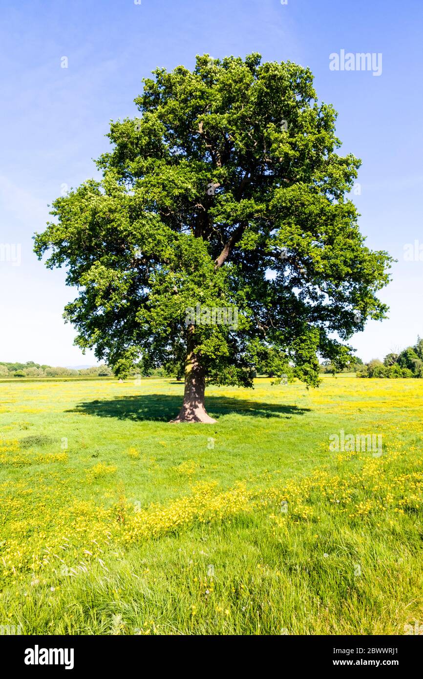 Un albero di quercia accanto al sentiero Severn Way a lunga distanza a Waillodes, a nord di Gloucester UK Foto Stock