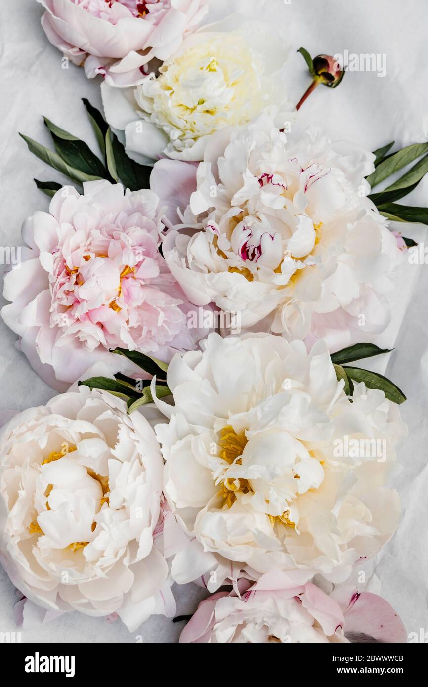 Peonie rosa e bianca. Foto Stock