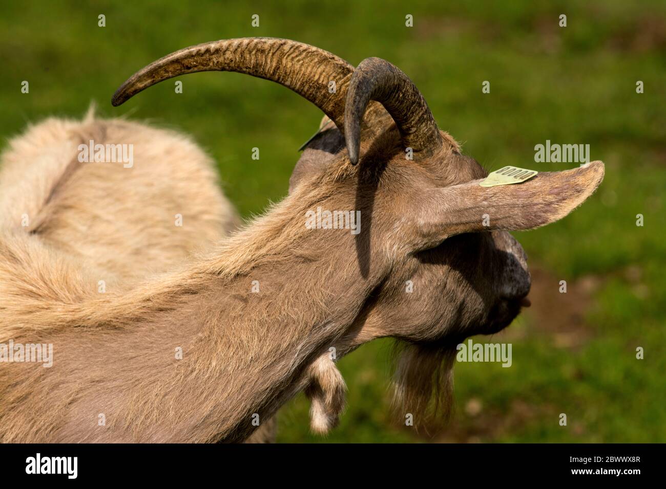 Shot di una grande capra bianca con corna lunghe Foto Stock
