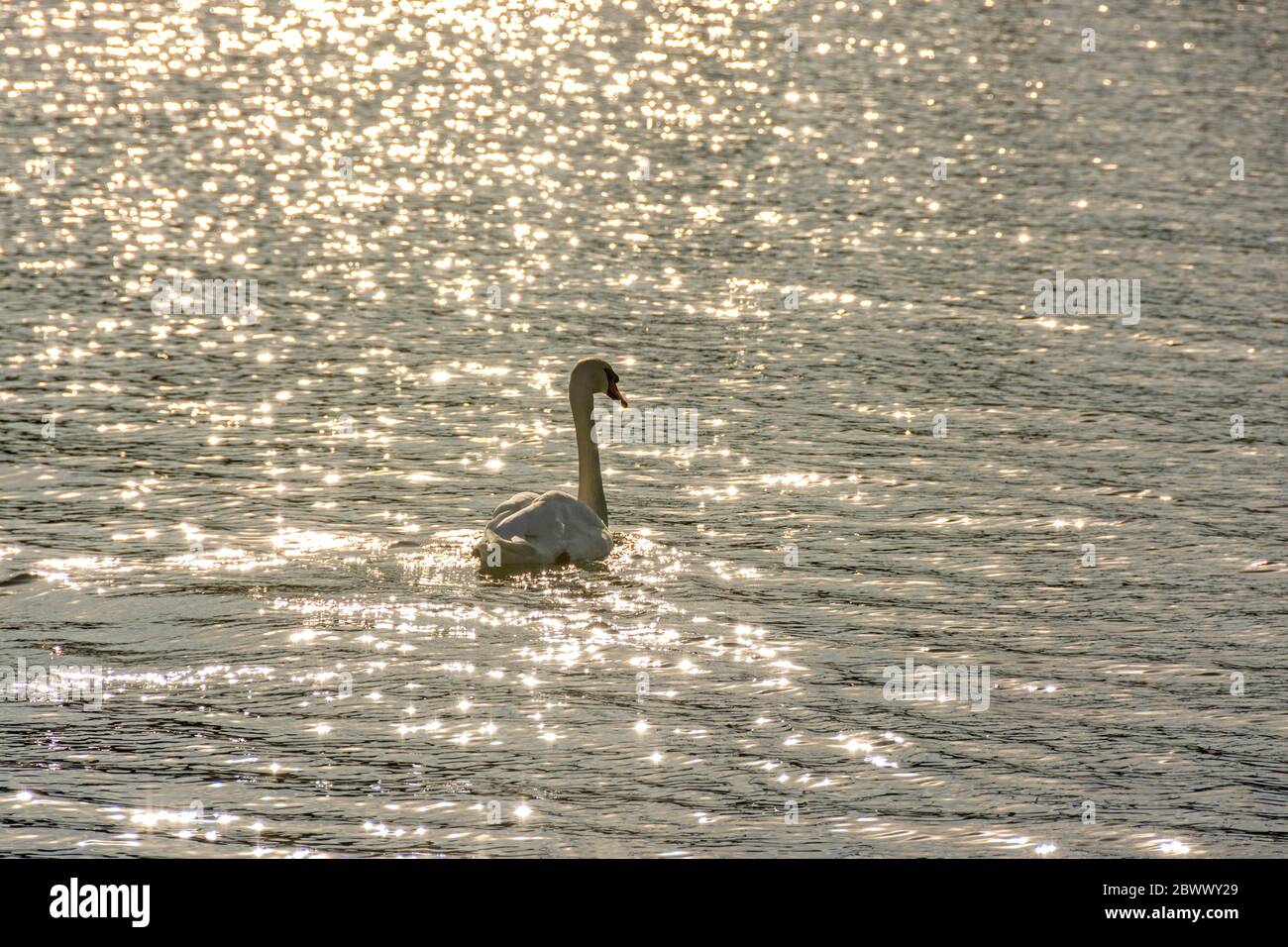 Scatto di un bel cigno che nuota nel lago che splende sotto i raggi del sole lucenti Foto Stock