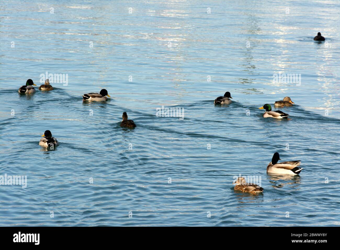 Shot di anatre di Mallard che nuotano nel lago Foto Stock