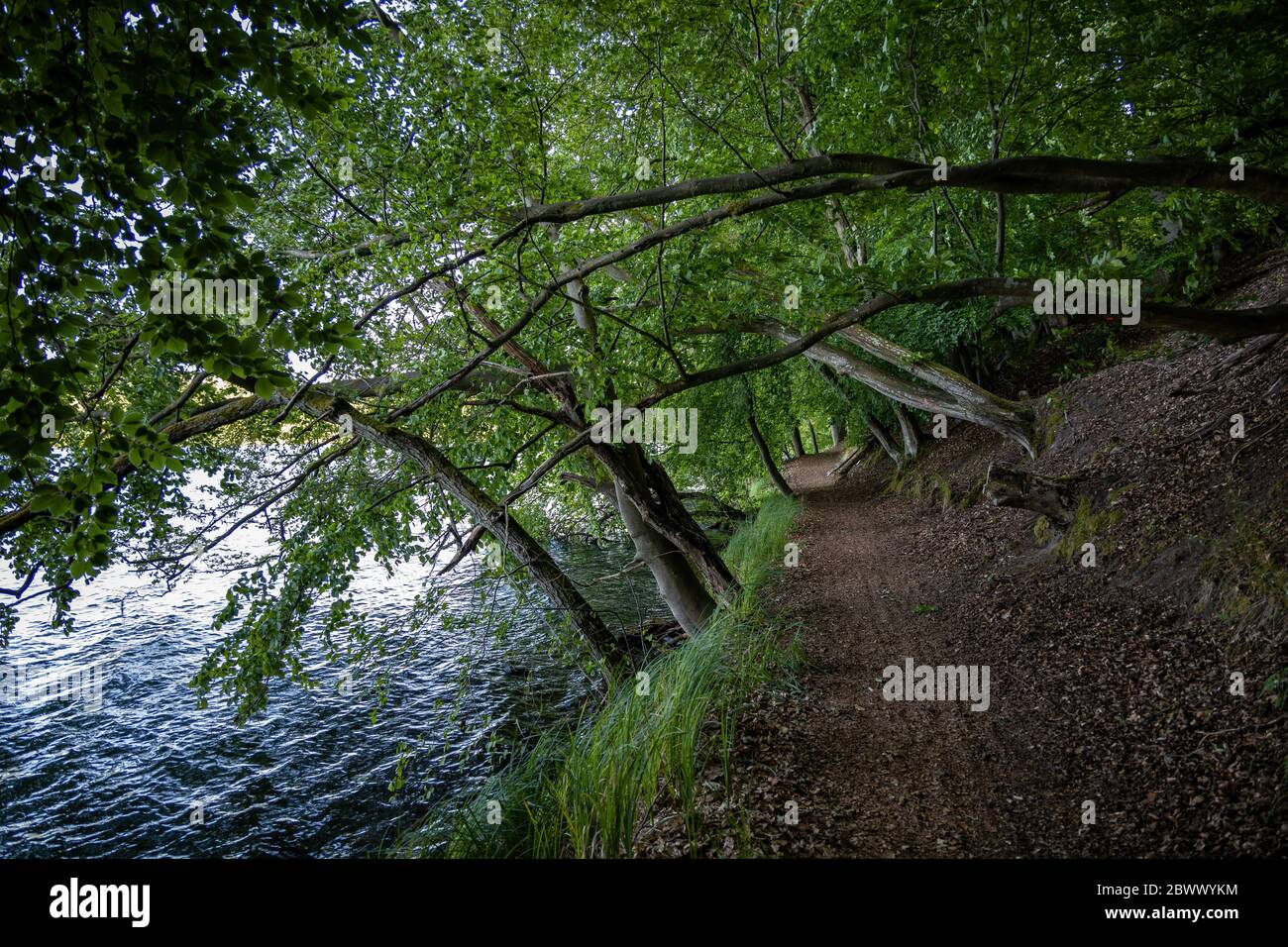 Escursioni su un sentiero presso il Feldberger Seenlandschaft Foto Stock