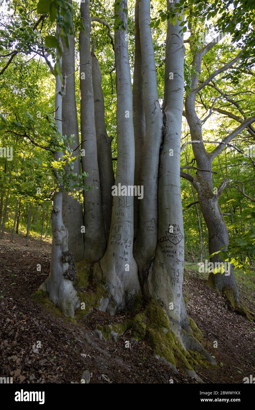 Escursioni su un sentiero presso il Feldberger Seenlandschaft Foto Stock