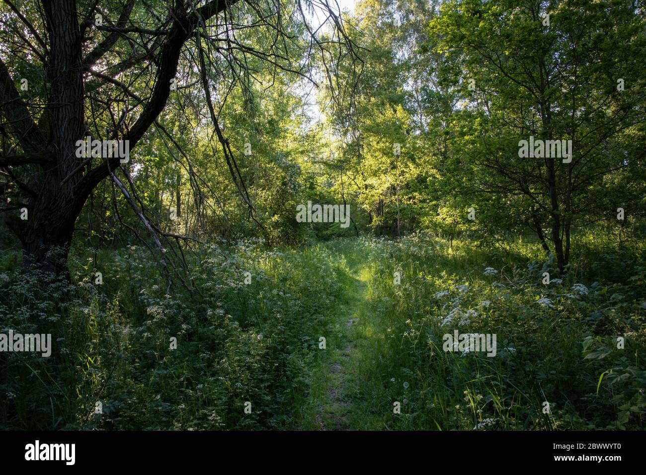 Escursioni su un sentiero presso il Feldberger Seenlandschaft Foto Stock