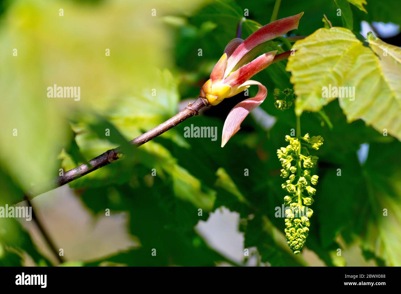 Sycamore (acer pseudoplatanus), primo piano di un ramo con un grappolo di fiori appesi. Foto Stock