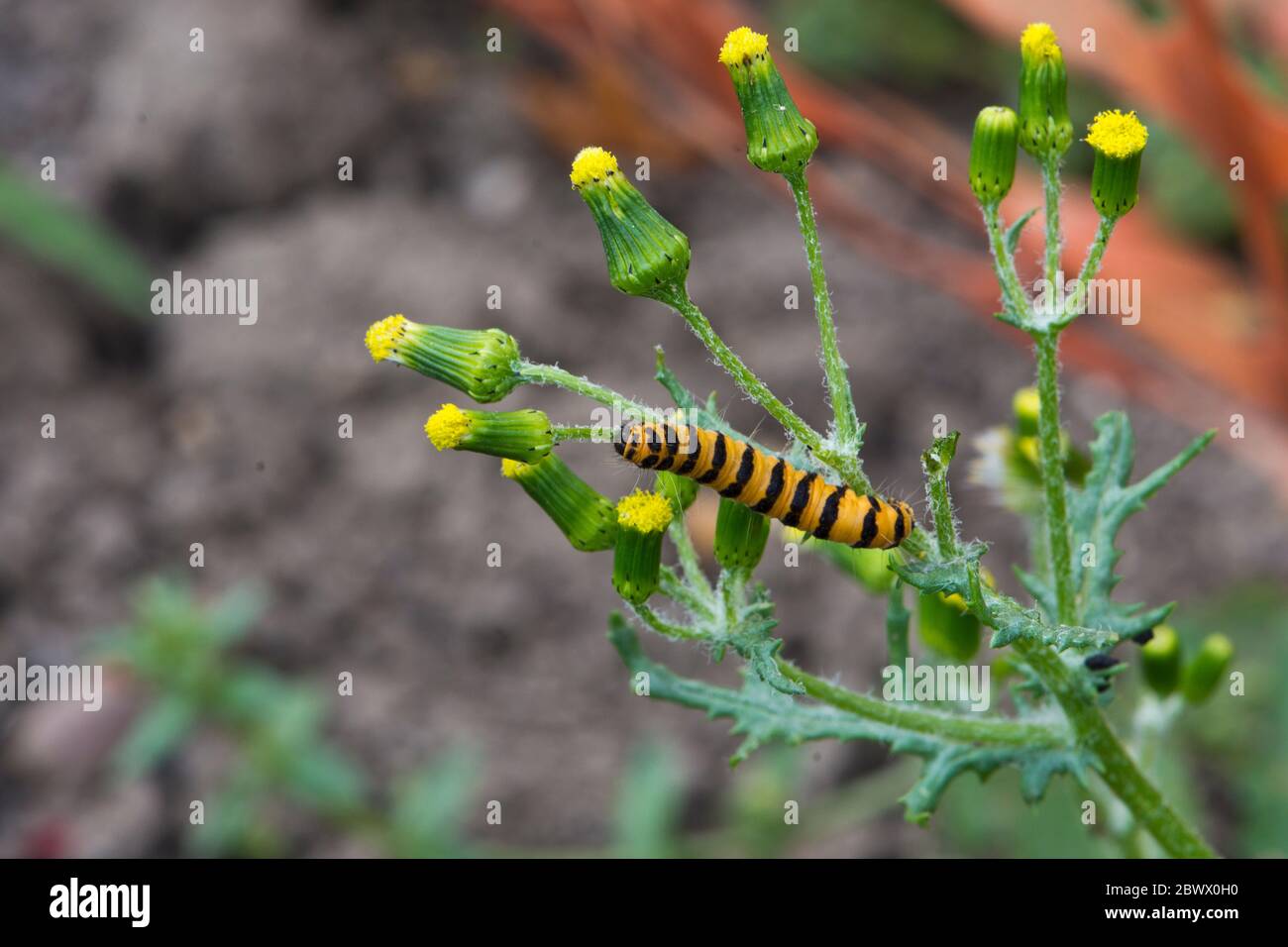 Il cinabro moth larva (Tyria jacobaeae) alimentazione su groundsel (Senecio vulgaris) Foto Stock