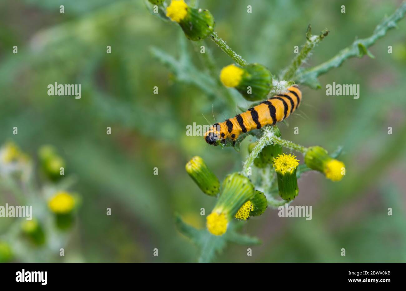 Il cinabro moth larva (Tyria jacobaeae) alimentazione su groundsel (Senecio vulgaris) Foto Stock