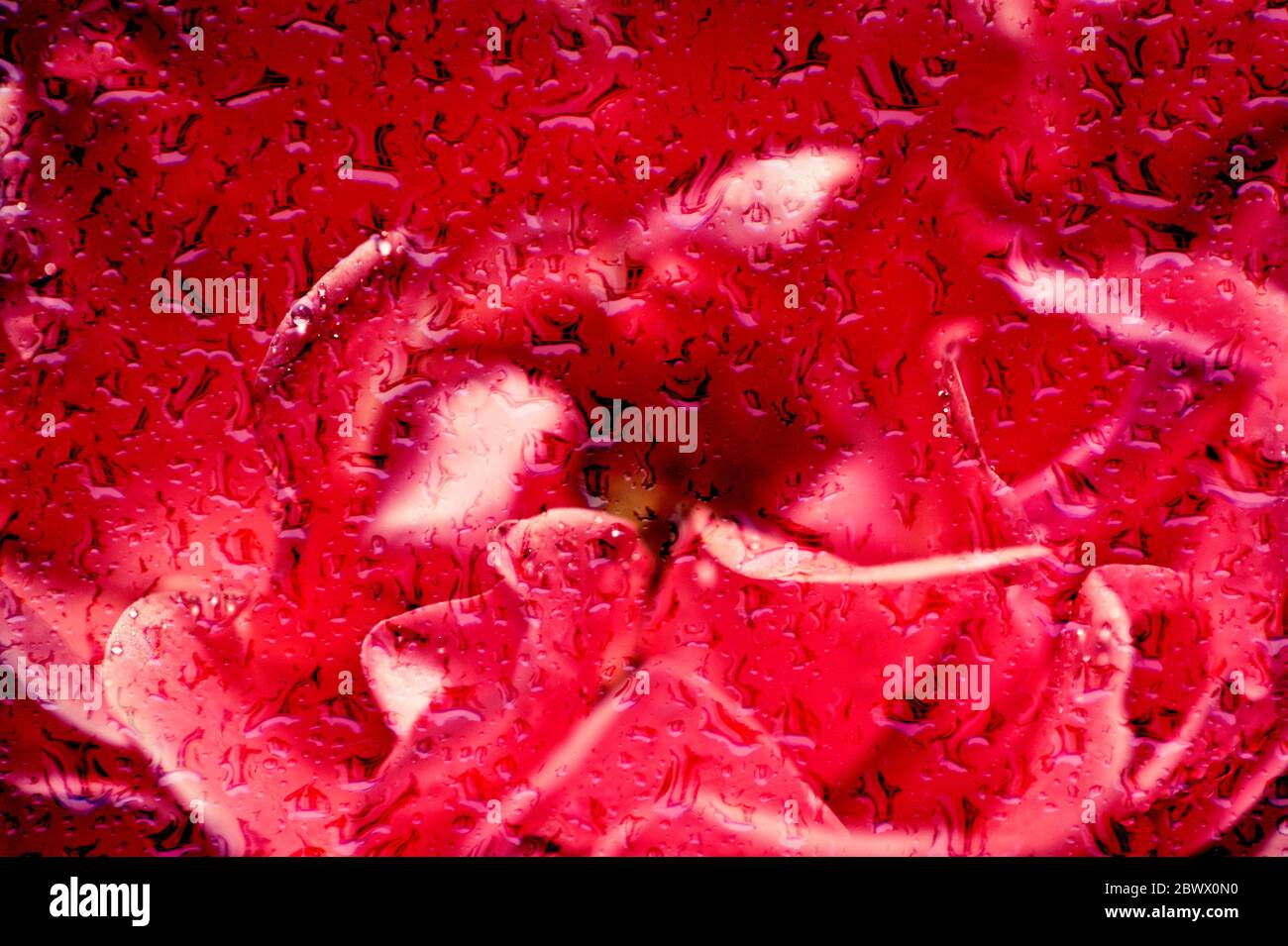 macro arte rosa rossa con gocce d'acqua Foto Stock