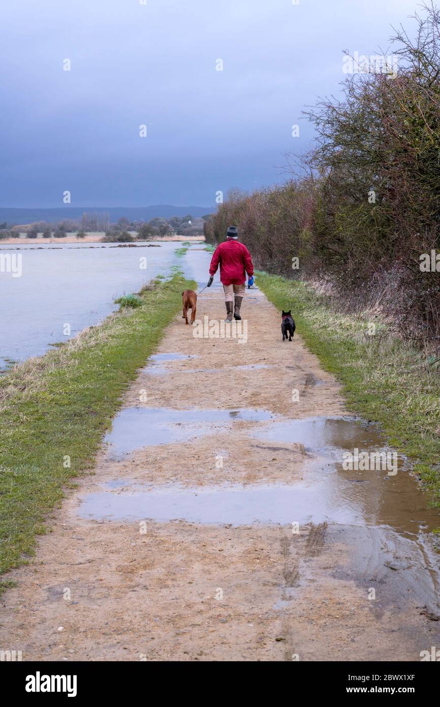 Uomo a piedi con due cani in campagna Foto Stock