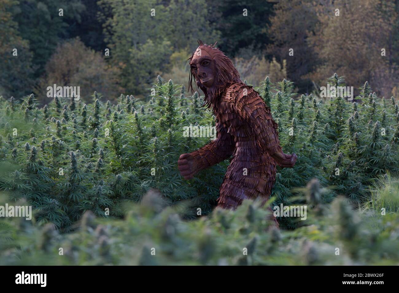 Bigfoot che passa attraverso il campo organico della canapa "Lifter" ceppo "Cannabis sativa", pm light. Foto Stock