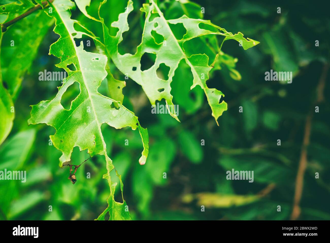 Primo piano le foglie mangiate in sfondo scuro con spazio per il testo,  adatto per il concetto di danno delle foglie di insetto Foto stock - Alamy