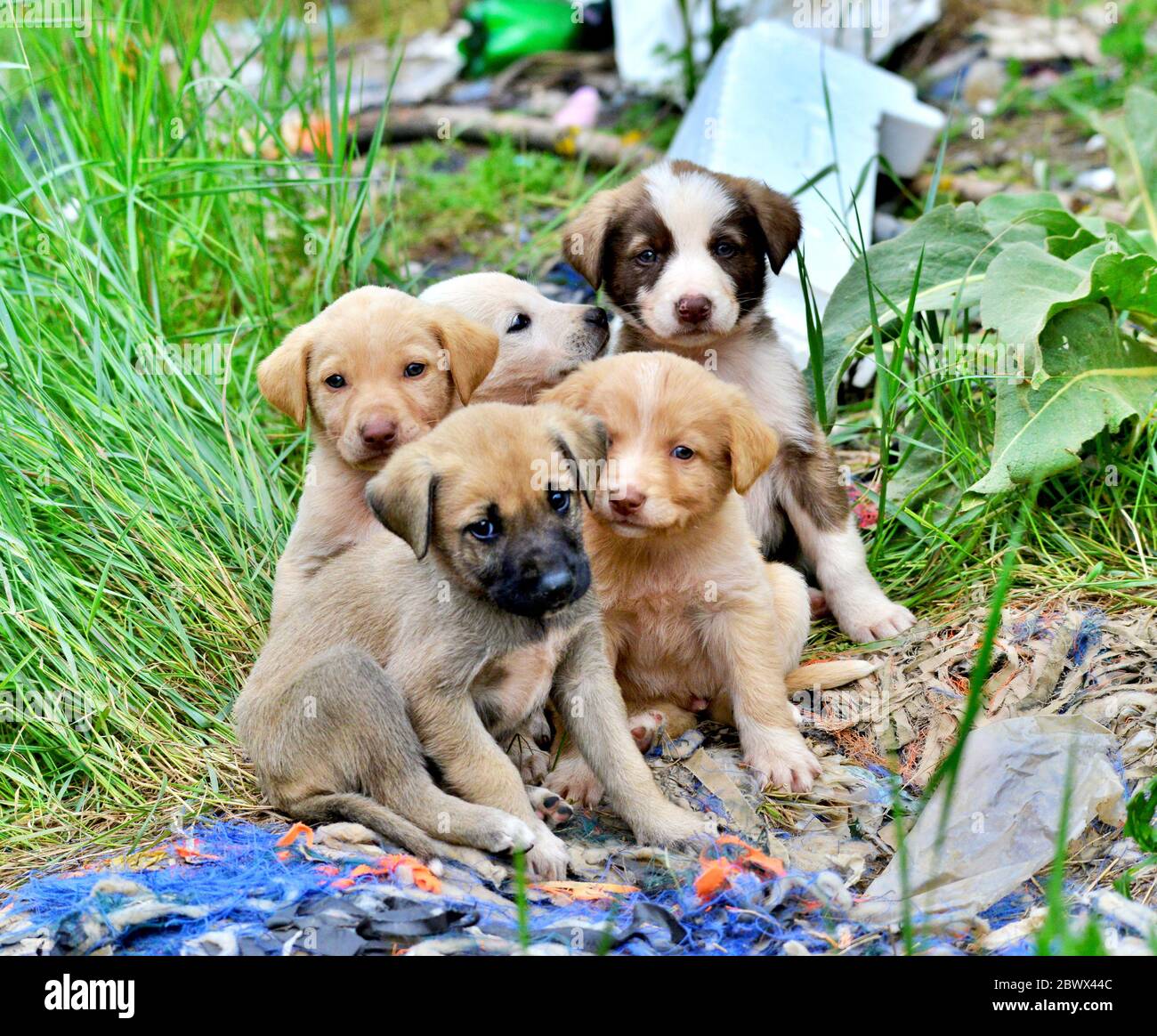 immagine di un simpatico cuccioli vagi raffigurati in una spazzatura dump Foto Stock