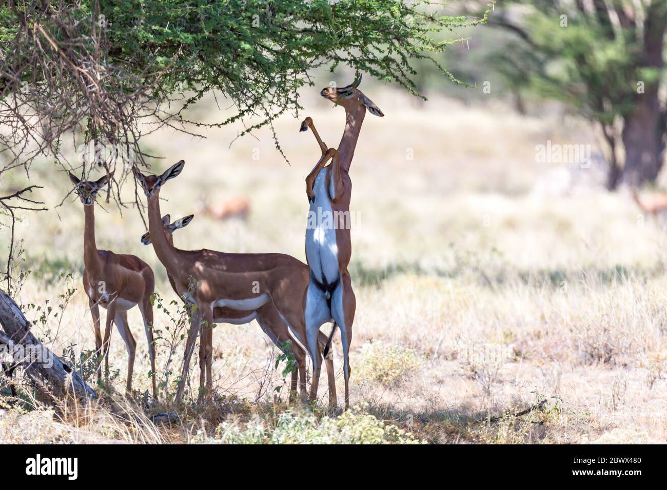 Il gerenuk nella savana keniana alla ricerca di cibo Foto Stock