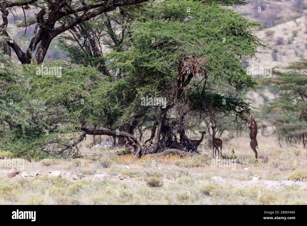 Il gerenuk nella savana keniana alla ricerca di cibo Foto Stock