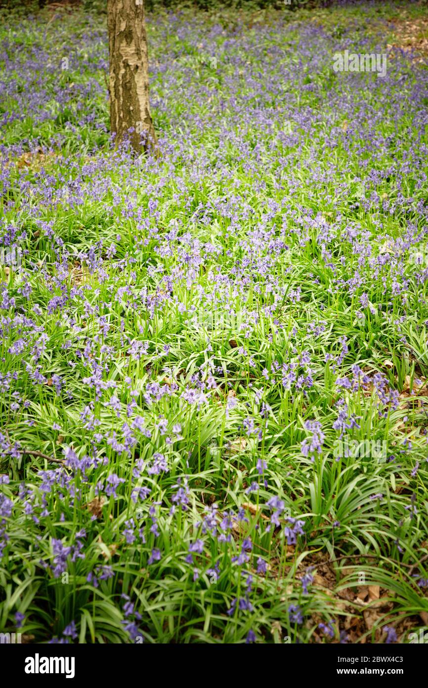 campo nei boschi di bluebells Foto Stock